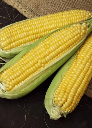 Kandy Korn Corn – 30 Seeds