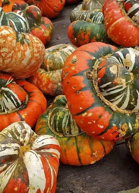 Turks Turban Gourd – 10 Seeds