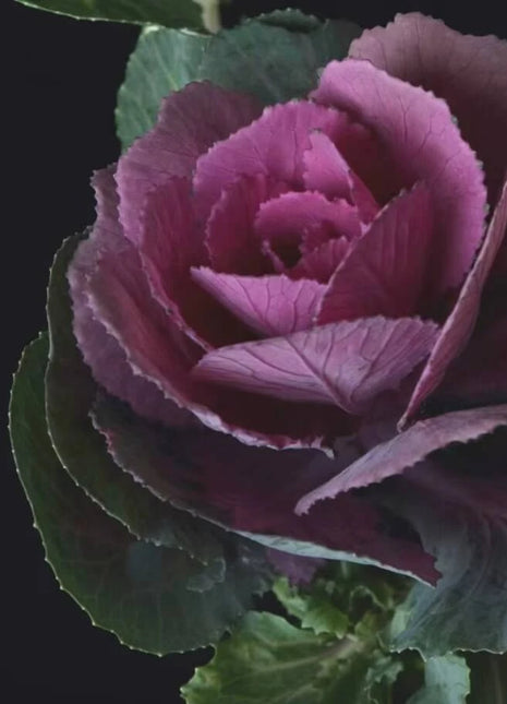 Red Ornamental Cabbage – 10 Seeds