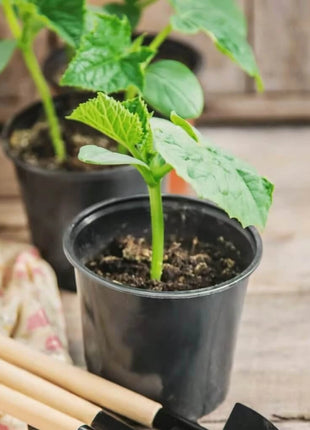 Spacemaster Cucumber – 30 Seeds