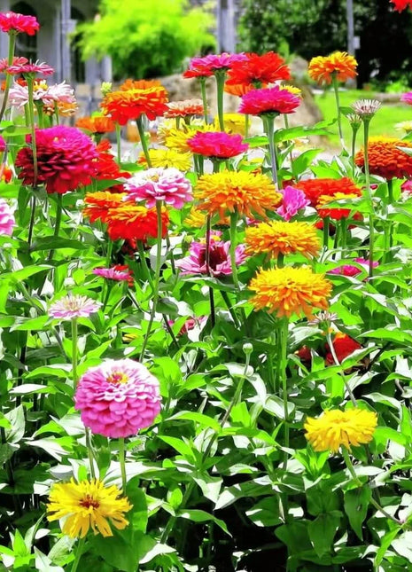 California Giants Zinnia – 100 Seeds