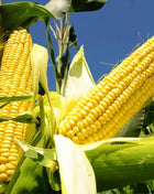 Bodacious Corn – 30 Seeds