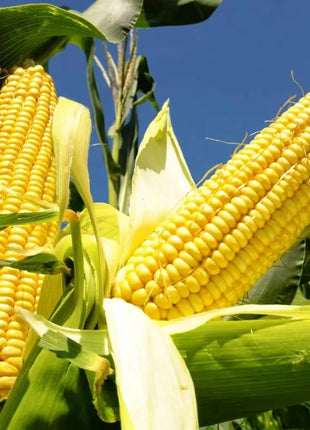 Bodacious Corn – 30 Seeds
