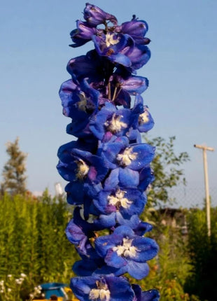 Delphinium Seeds - Pacific Giant Series