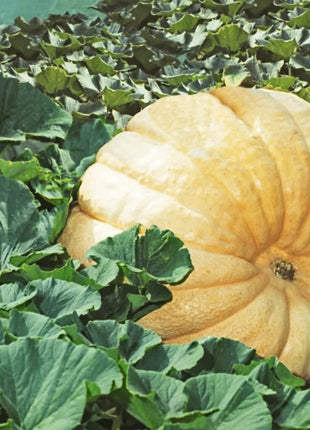 Dills Atlantic Giant Pumpkin – 5 Seeds