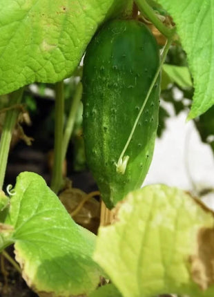 Boston Pickling Cucumber – 30 Seeds