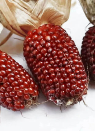Strawberry Corn – 30 Seeds