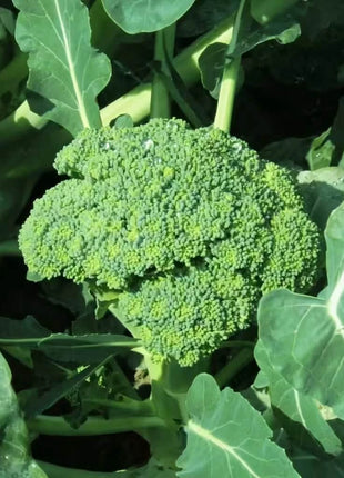 Waltham 29 Broccoli – 100 Seeds