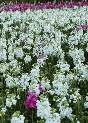 Column Stock Appleblossom - 50 Seeds