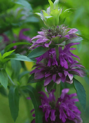 Lemon Bee Balm (Lemon Mint) – 100 Seeds