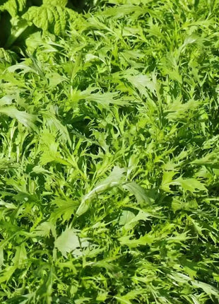 Mizuna Early Mustard – 100 Seeds