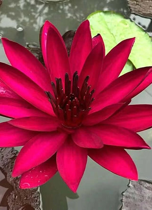 🔥 [7 days germination] Last Day Sale -49% OFF💐The Sacred Bonsai Bowl Lotus Flower