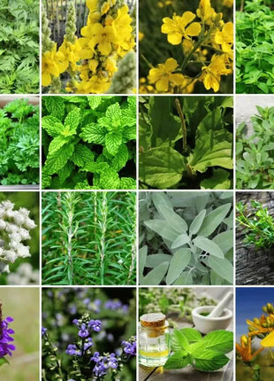 Community Garden Survival Seed Vault – 120 Seed Varieties