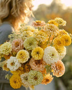 Lemon Meringue Zinnia – 100 Seeds