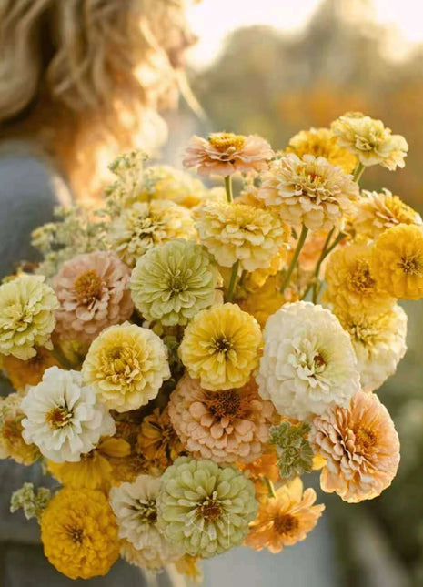Lemon Meringue Zinnia – 100 Seeds