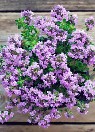 Creeping Thyme – 250 Seeds