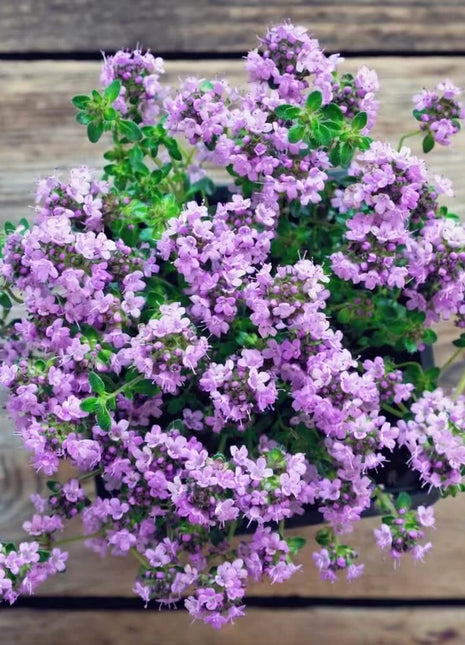 Creeping Thyme – 250 Seeds
