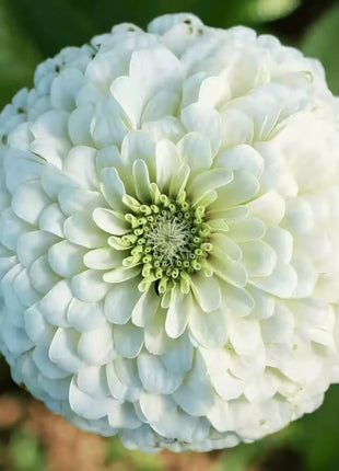 Blushing Bride Zinnia Mix - 100 Seeds