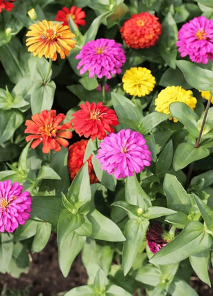 Cut & Come Again Zinnia – 50 Seeds