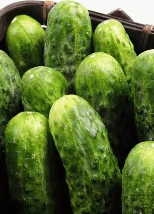 National Pickling Cucumber – 30 Seeds