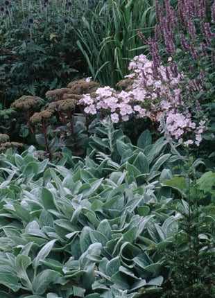 Lamb’s Ear – 50 Seeds