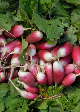 French Breakfast Radish – 250 Seeds