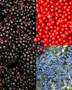 Elderberry Seed Collection (American Black • Red • Blue)
