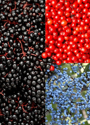 Elderberry Seed Collection (American Black • Red • Blue)