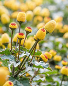 Toothache Plant – 50 Seeds