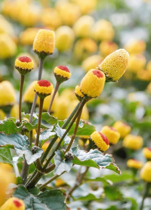 Toothache Plant – 50 Seeds