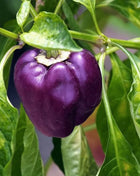 Purple Beauty Sweet Pepper – 30 Seeds