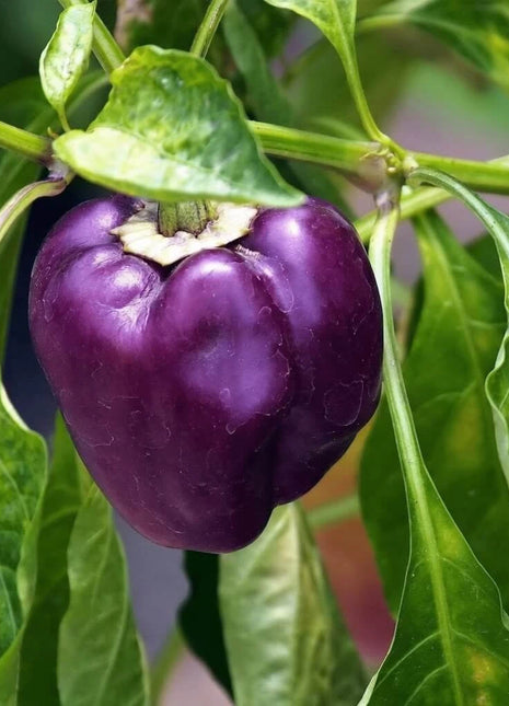 Purple Beauty Sweet Pepper – 30 Seeds
