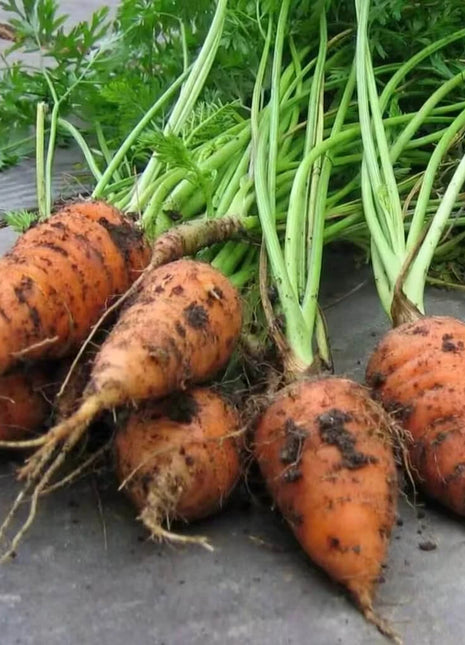 Chantenay Red Core Carrot – 250 Seeds