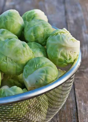 Catskill Brussels Sprouts – 250 Seeds