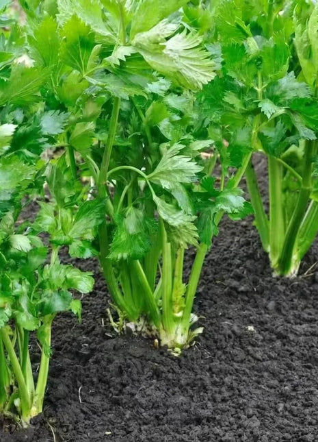 Tendercrisp Celery – 300 Seeds