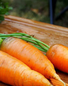 Chantenay Red Core Carrot – 250 Seeds