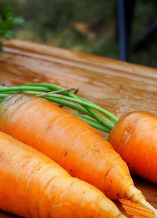 Chantenay Red Core Carrot – 250 Seeds