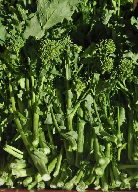 Rapini Raab Broccoli – 100 Seeds