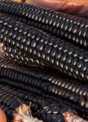 Morado Montana Maize Corn – 25 Seeds