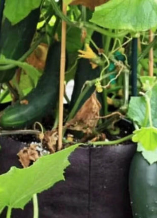 Spacemaster Cucumber – 30 Seeds