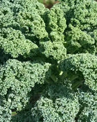 Dwarf Blue Curled Scotch Kale – 250 Seeds