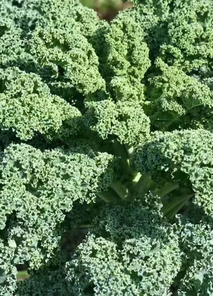Dwarf Blue Curled Scotch Kale – 250 Seeds