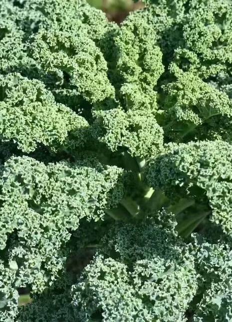 Dwarf Blue Curled Scotch Kale – 250 Seeds