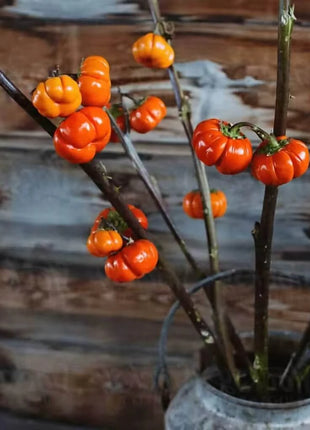 Pumpkin On A Stick Eggplant – 15 Seeds