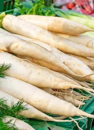Lunar White Carrot – 250 Seeds