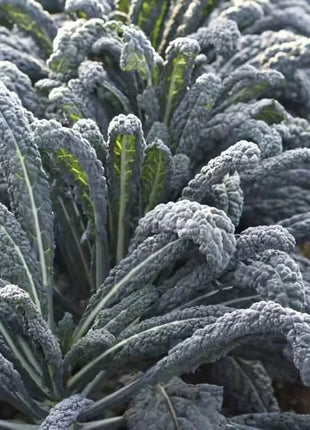 Black Magic Kale – 250 Seeds