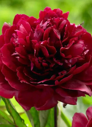 Peony Seeds (Autumn Saw)