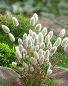 Bunny Tails – 50 Seeds