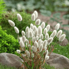 Collection image for: Grasses & Succulents