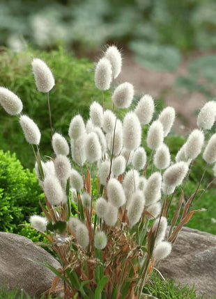 Bunny Tails – 50 Seeds